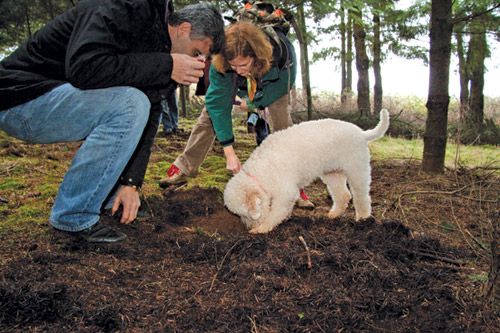 Oregon Truffle Festival