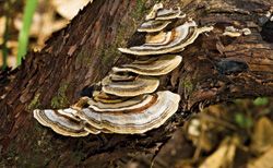 Magic mushroom? Federal Grant Empowers Seattle Researchers to Study Fungal Remedy for Cancer