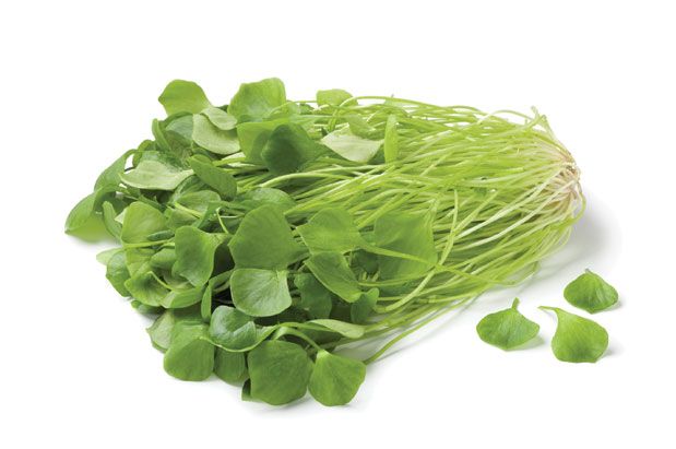 Foraging for Miner's Lettuce