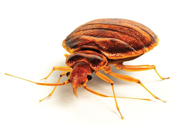 ZappBug, an Eco-Friendly Bedbug Exterminator
