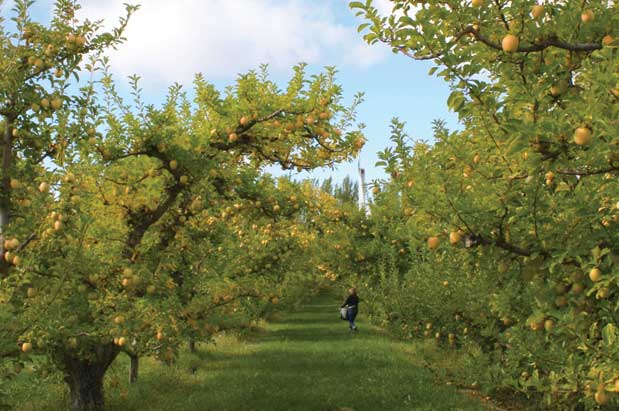 Sunny Getaway Idea: Tieton, Washington, in Yakima Valley