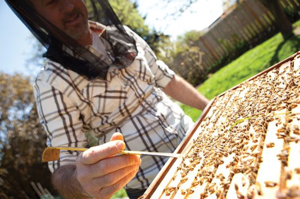Become an Urban Beekeeper