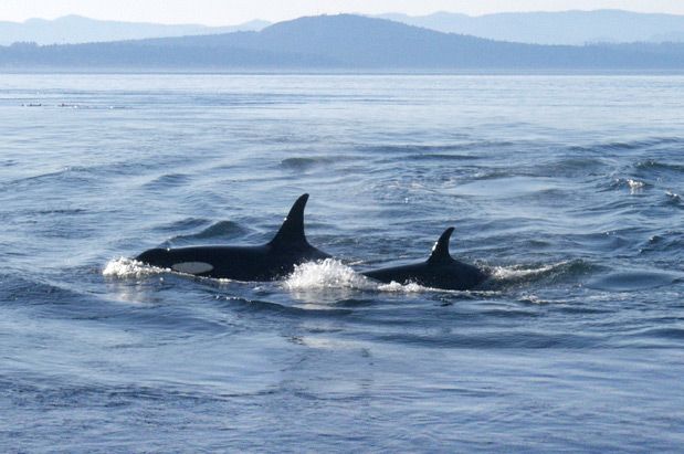 Can Seattle Scientists Save Orcas from Extinction?