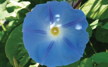 The UW's Medical Herb Garden is in Full Bloom