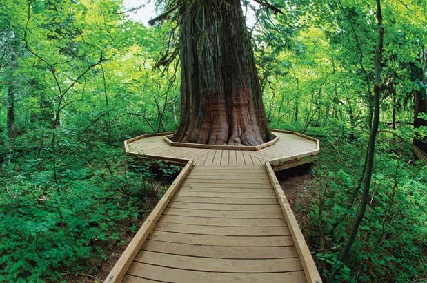 Best Hikes into Old Growth Forest