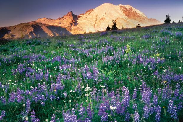 Best Hikes to see Wildflowers