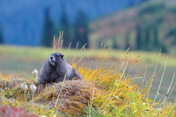 Best Hikes for Wildlife Spotting