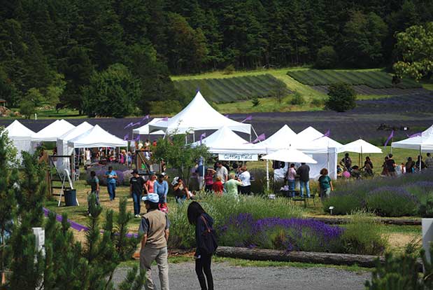 San Juan Lavender Festival: A Summer Island Adventure