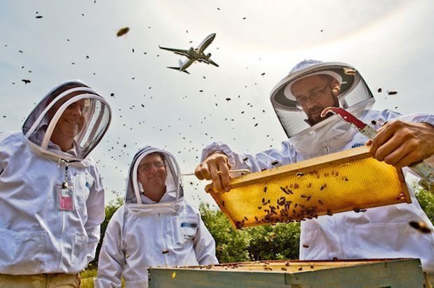 Bees at Sea-Tac