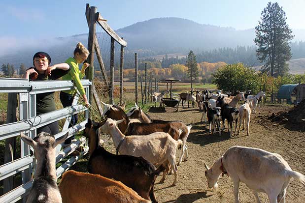Learn About the Source of Food at Quillisascut Farm School