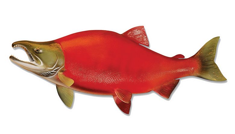 Our Predictions for NHL's 2021 Seattle Debut