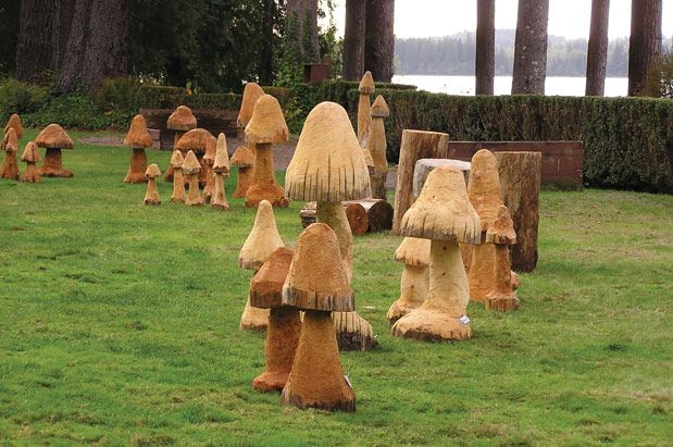 Forage for Mushrooms at Lake Quinault
