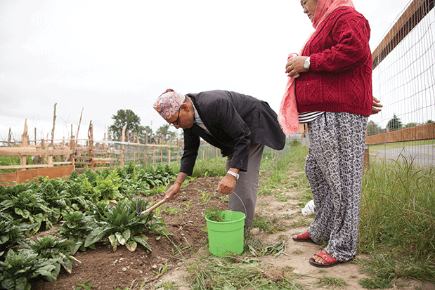 Refugees Sow New Community in a Tukwila Garden