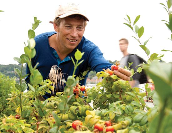 Rose Hips: A Cure For What Ails You