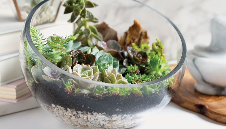 New Plant Book Helps Foster Your Inner Green Thumb