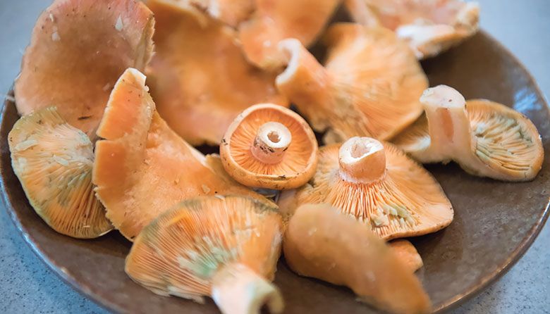 Forage for These Underrated Mushrooms on Your Next Hiking Trip