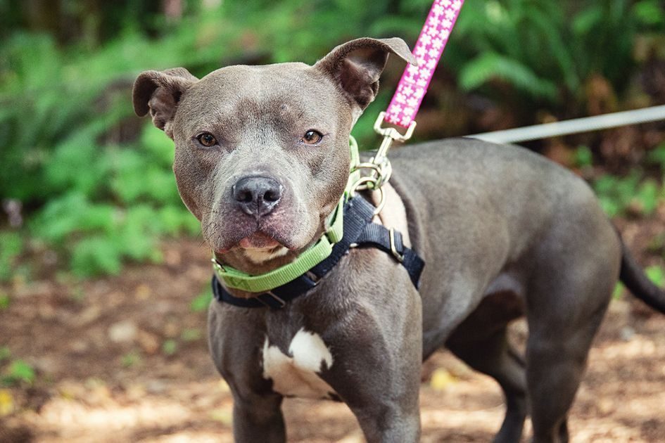 Local Animal Rescues Navigate Community Demand for Companionship