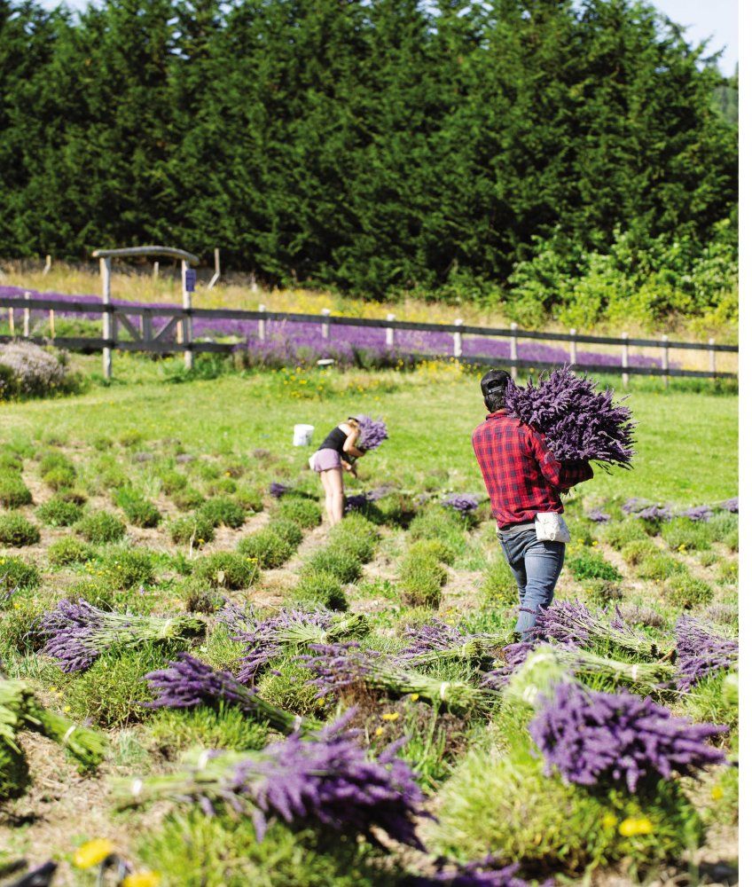 Book Excerpt: The Lavender Capital of North America