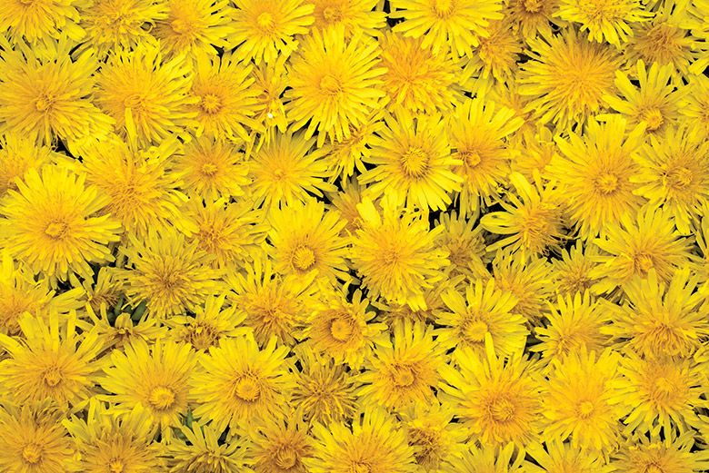 Eat Your Weeds: Forage For Dandelions and Make Some Heavenly Jelly