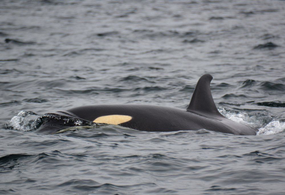 Seattle’s Most Influential People 2019: Southern Resident Orca Task Force