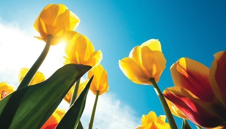 Best Places to See Washington’s Blooming Spring Flowers