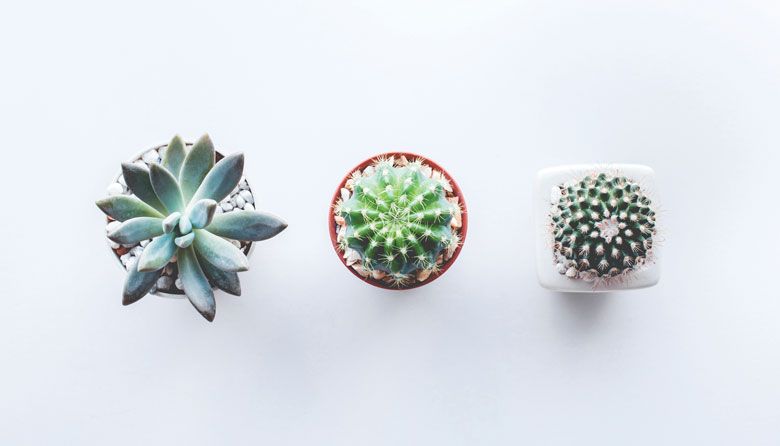 This Renton-Based Subscription Service Brings Succulents to Your Doorstep