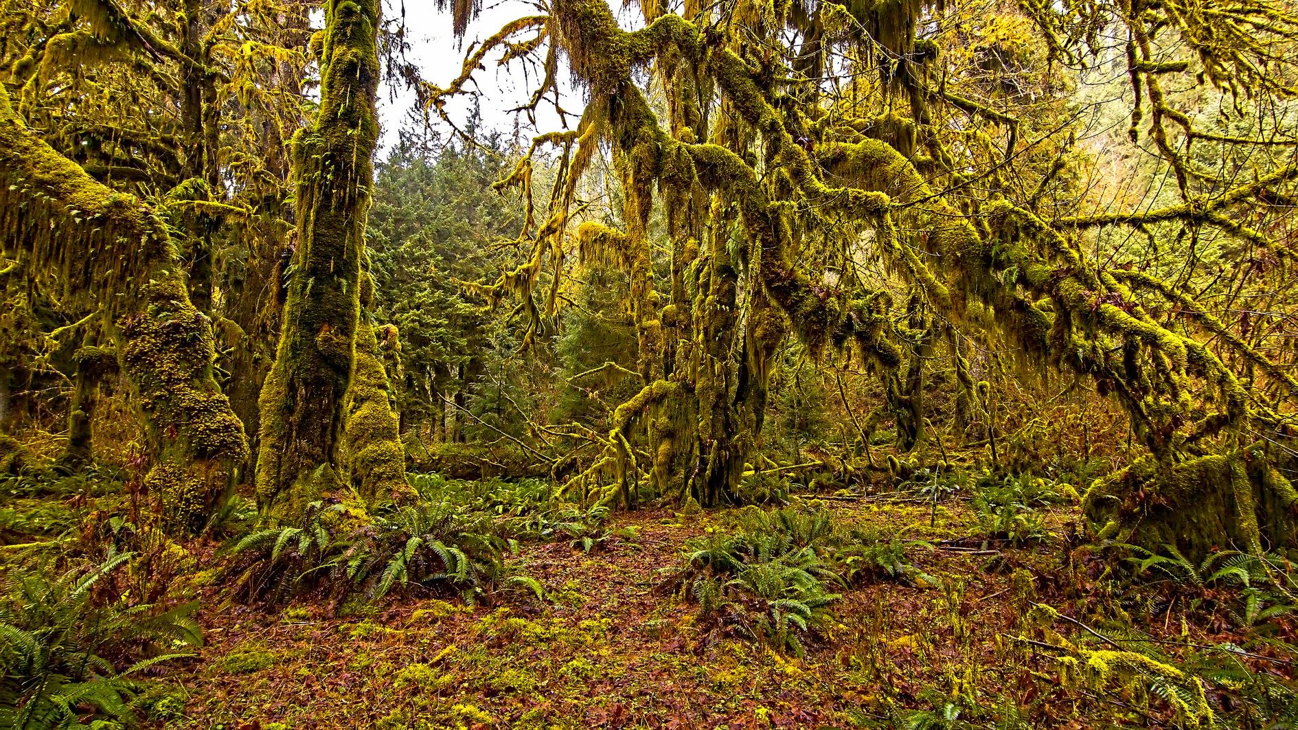 There's a Growing Movement to Quiet the Noise in Olympic National Park