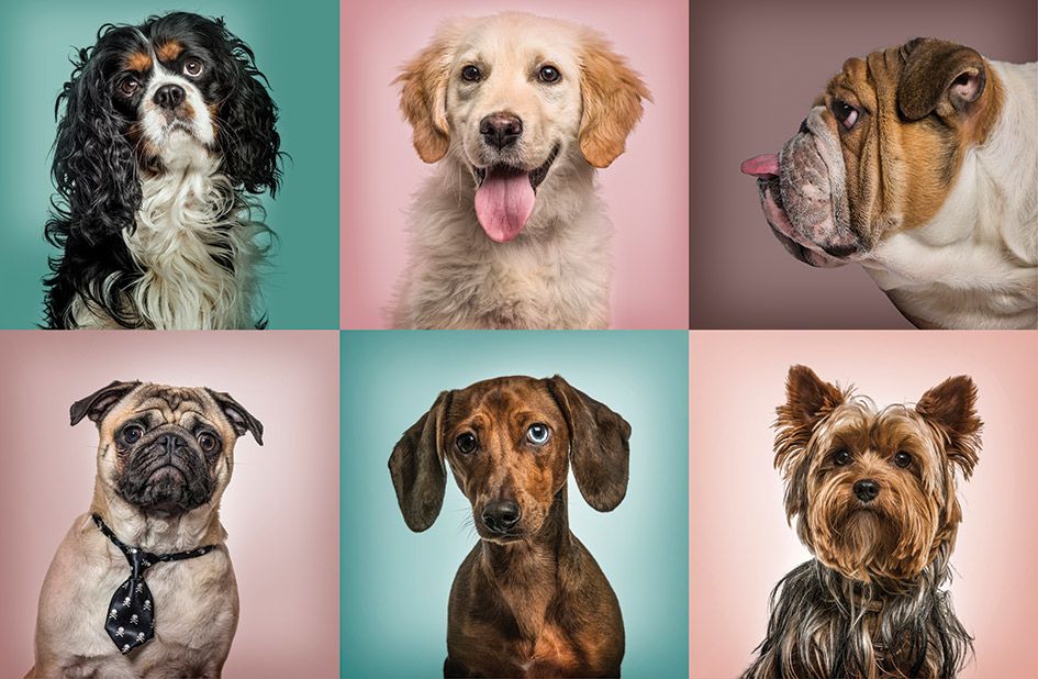 4 Seattle Businesses All About Dogs