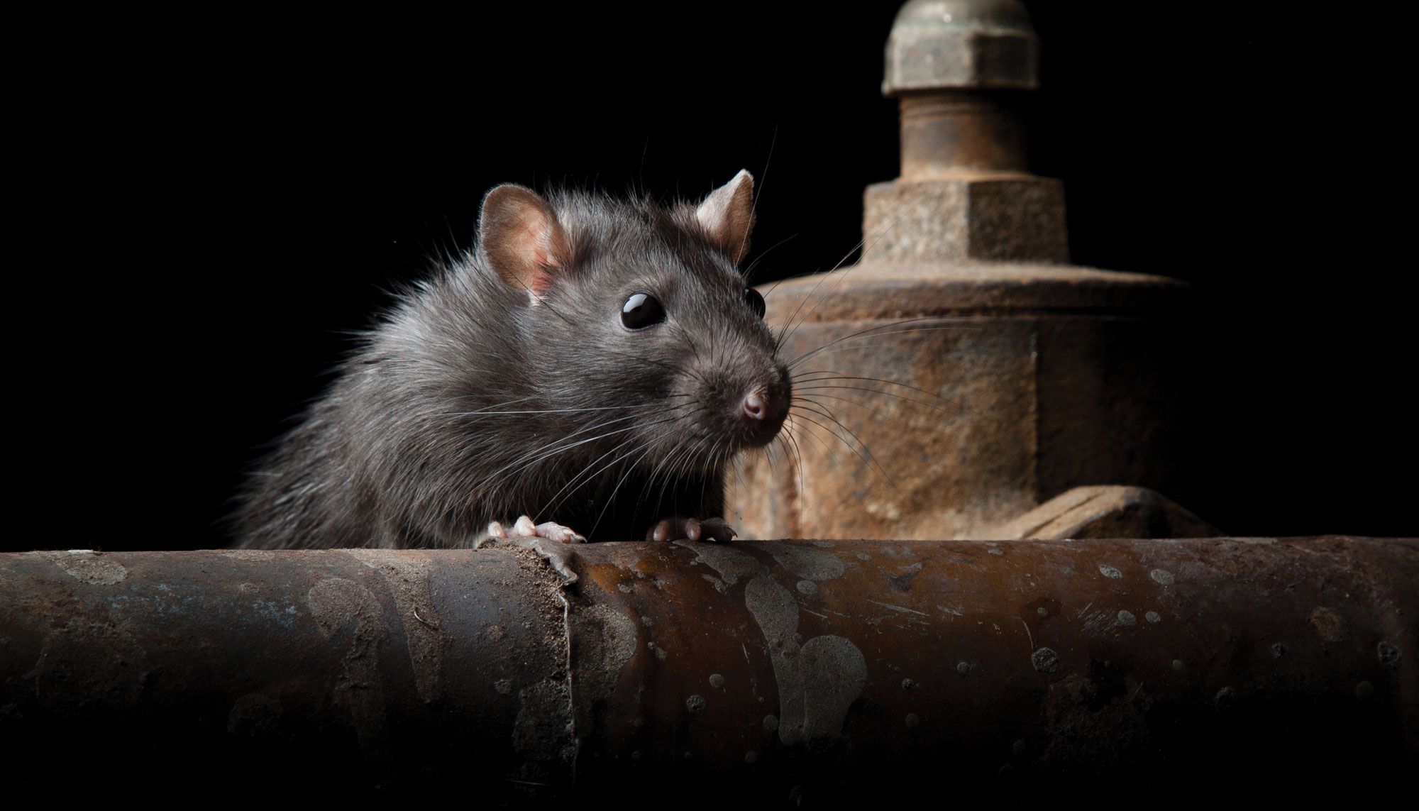 Why Seattle Is One of the Most Rat-Infested Cities in America