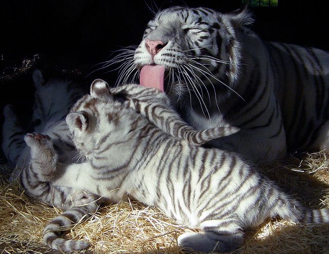 Can You Tiger Mom a Preschooler?