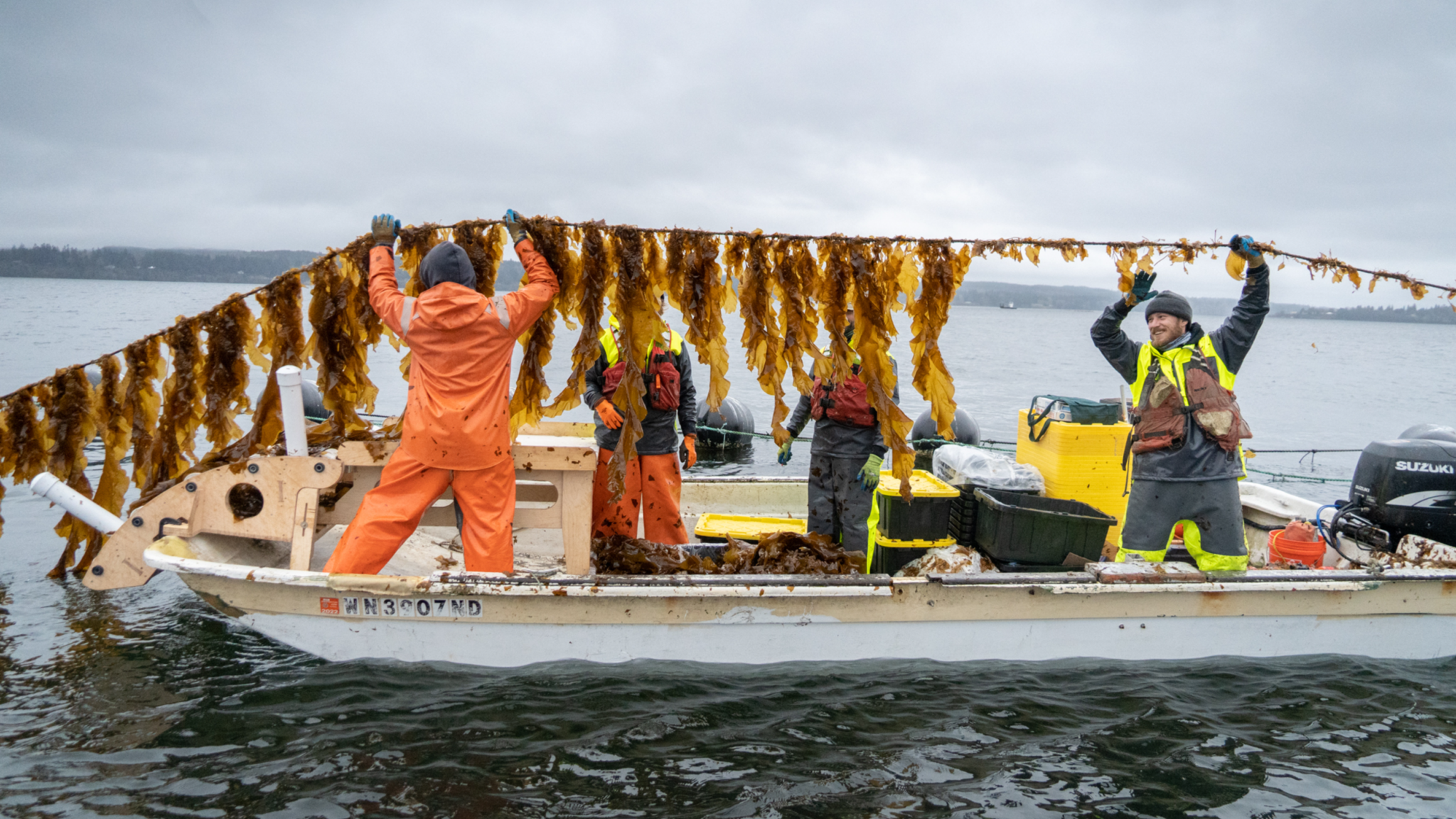 BDSF Manager Charlie Delius leads the annual kelp harvest in Hood Canal