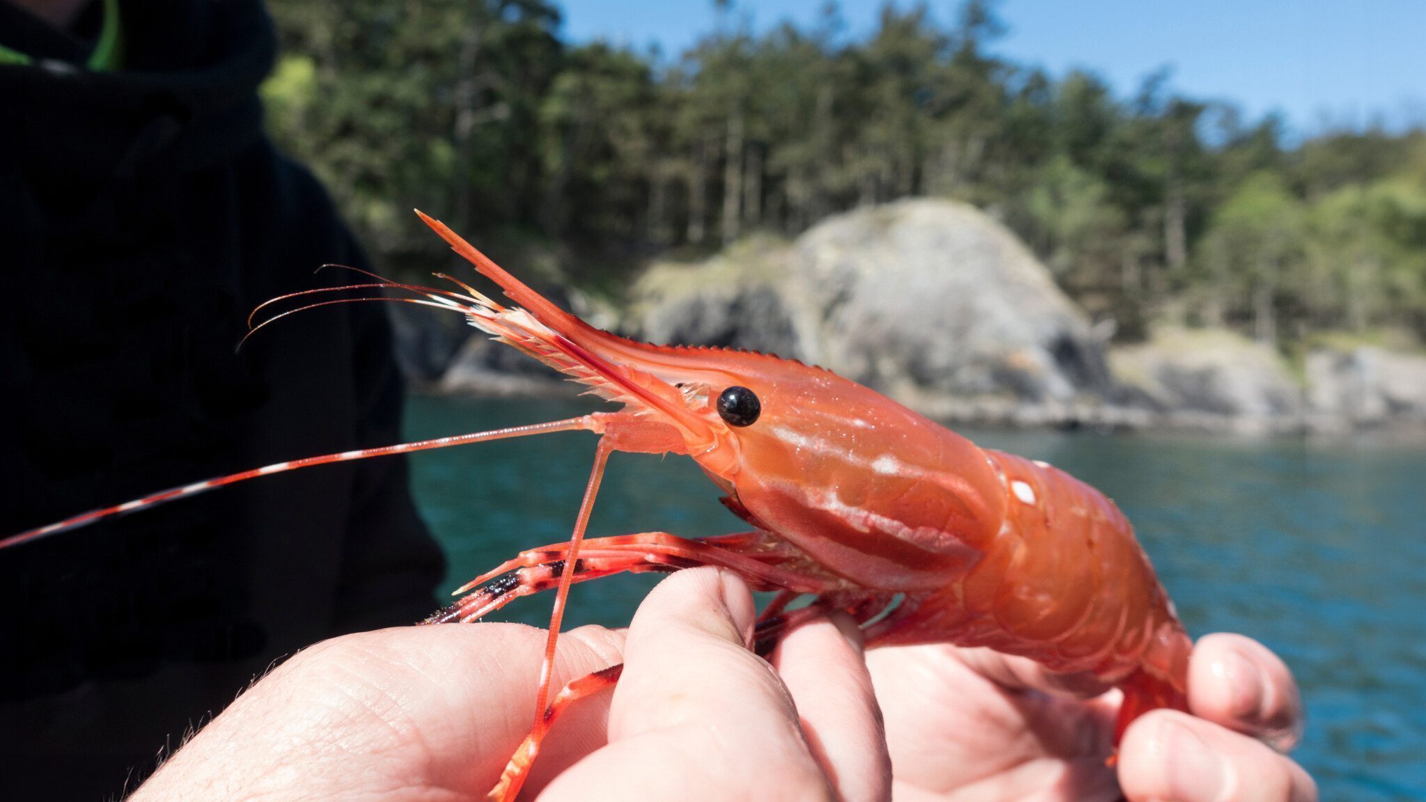 Close-up of hands holding a large, bright orange Spot Prawn with an outdoor backdrop featuring a rocky shoreline and forested area, celebrating the ocean's bounty.