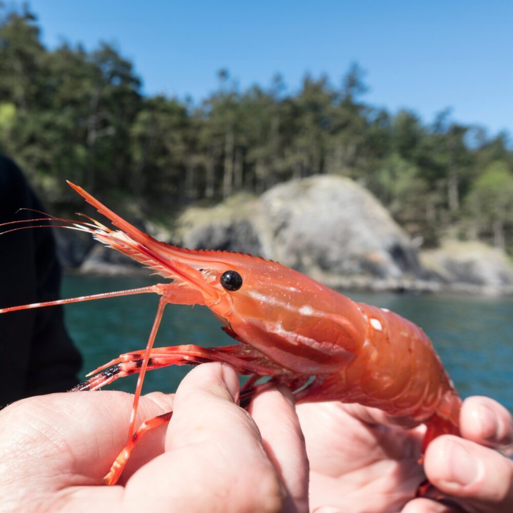 Celebrating the Spot Prawn