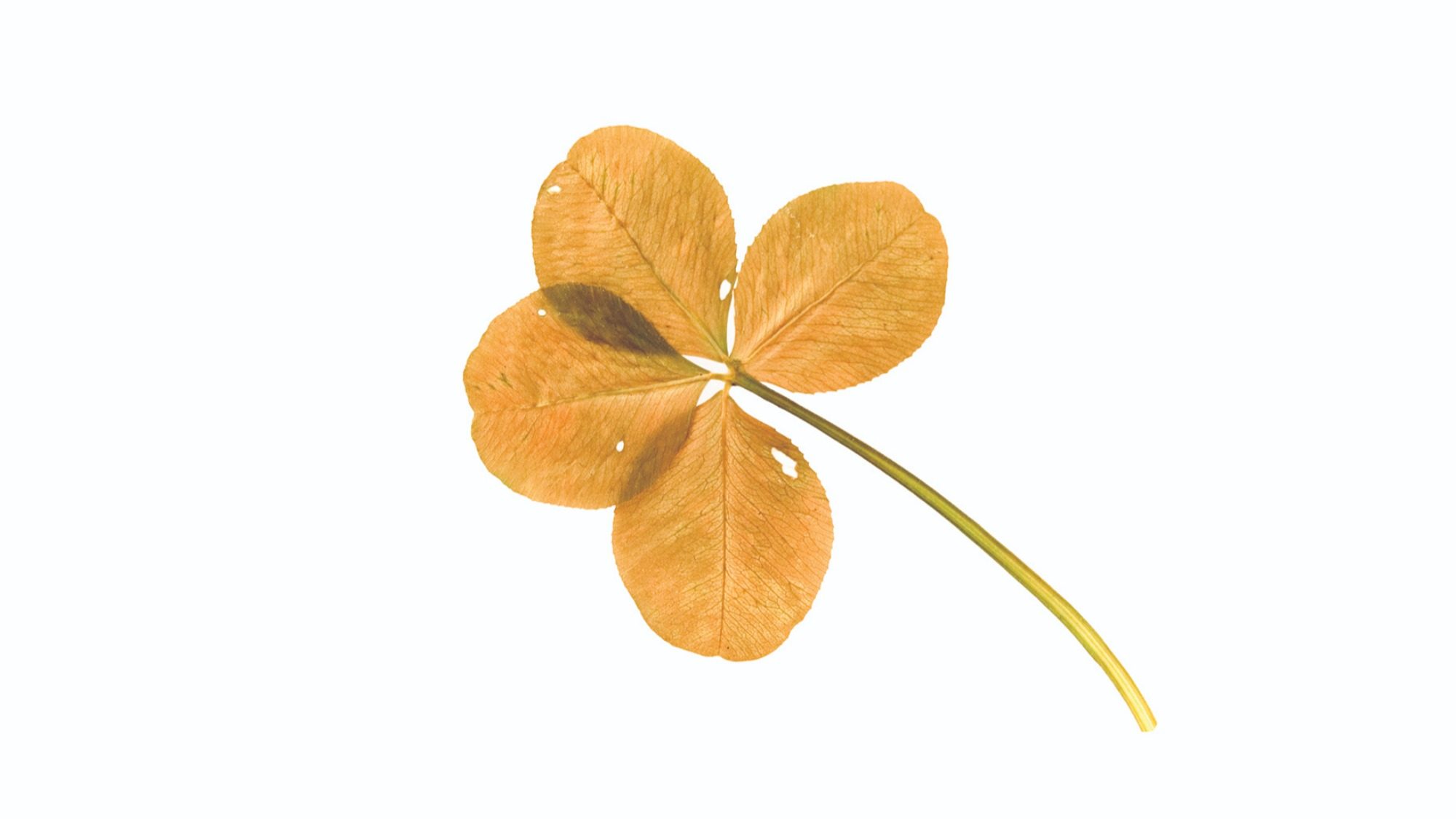 A dried, four-leaf clover with a light brown color and minor blemishes on a white background symbolizes luck, much like winning the lottery.