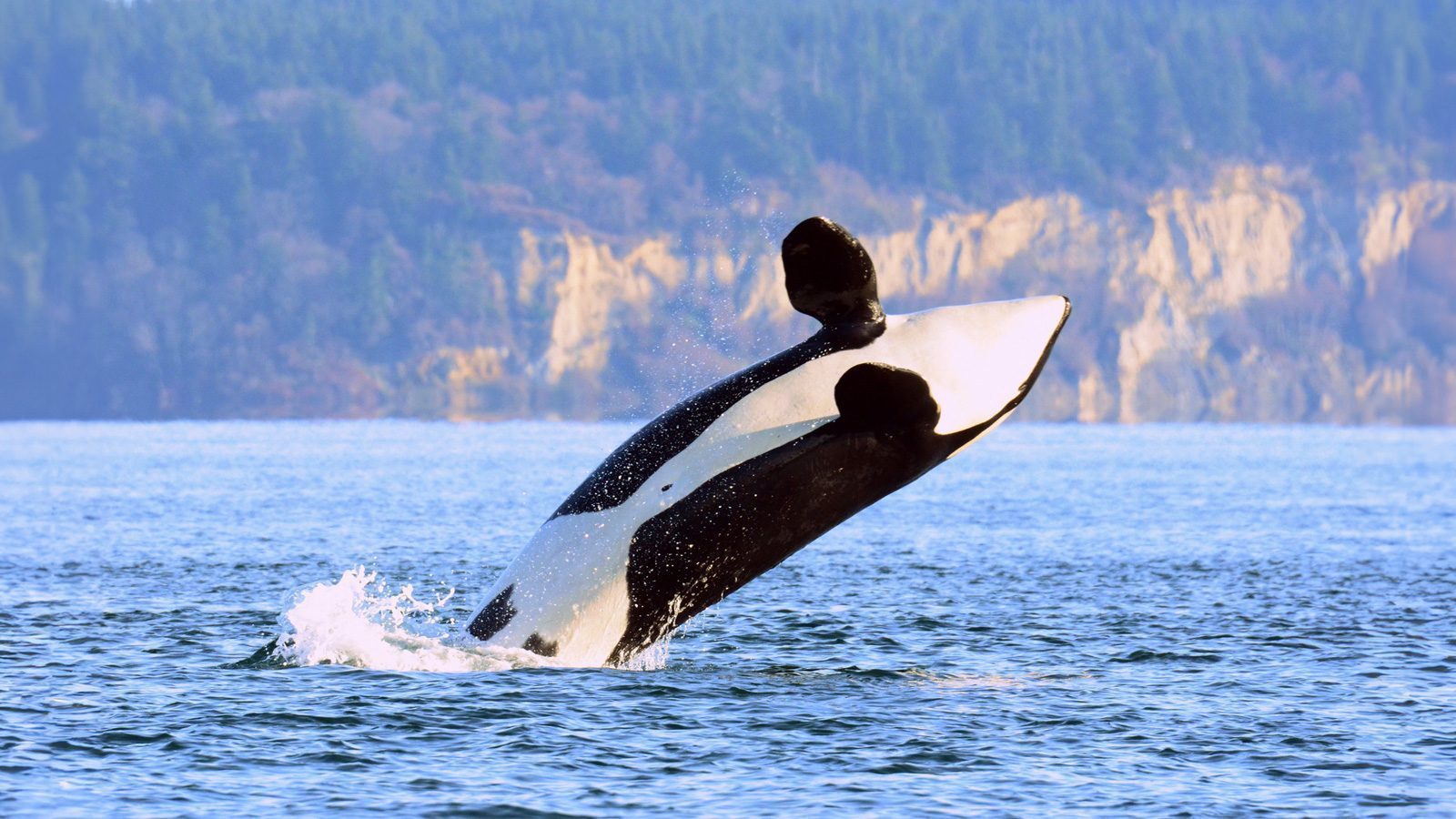 An orca whale breaches out of the water, creating a spectacular splash against a backdrop of forested coastline.
