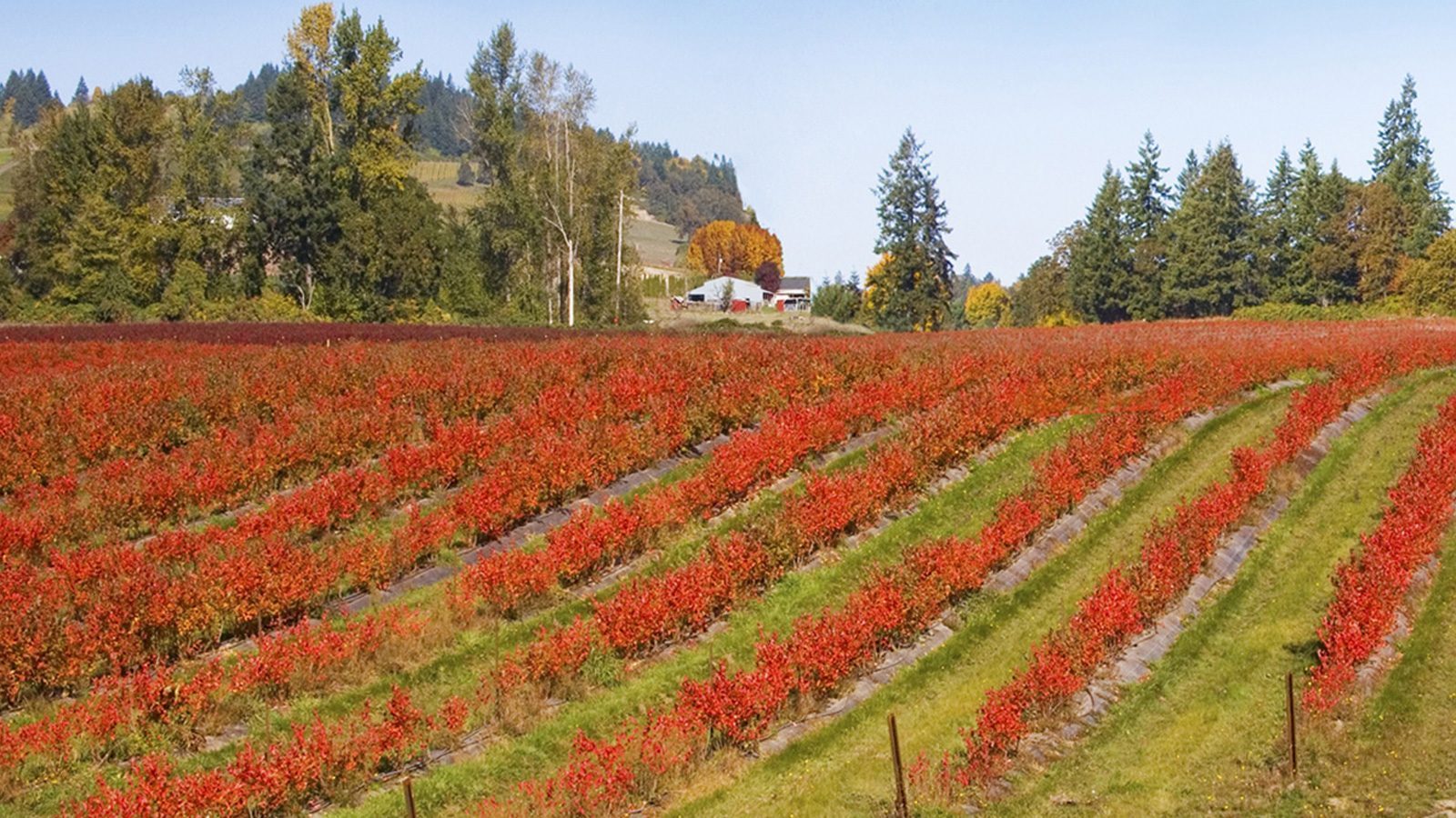 A field with rows of red-leaved plants, likely in autumn, stretches out under a clear blue sky. In the background, you can see trees, hills, and a Willamazing farmhouse basking in the serene beauty of the season.