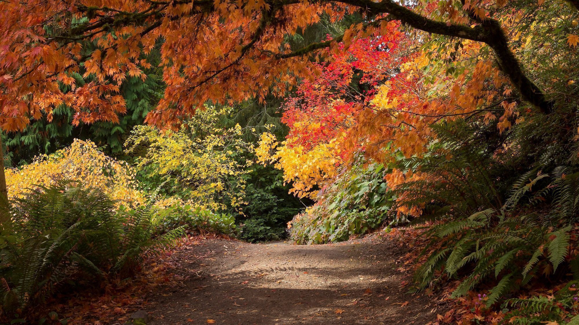 A dirt path winds through a forest with trees displaying vibrant autumn colors, including shades of red, orange, yellow, and green. Ferns and foliage line the sides of the path. It's a perfect spot to explore Seattle in the fall and enjoy the breathtaking scenery.