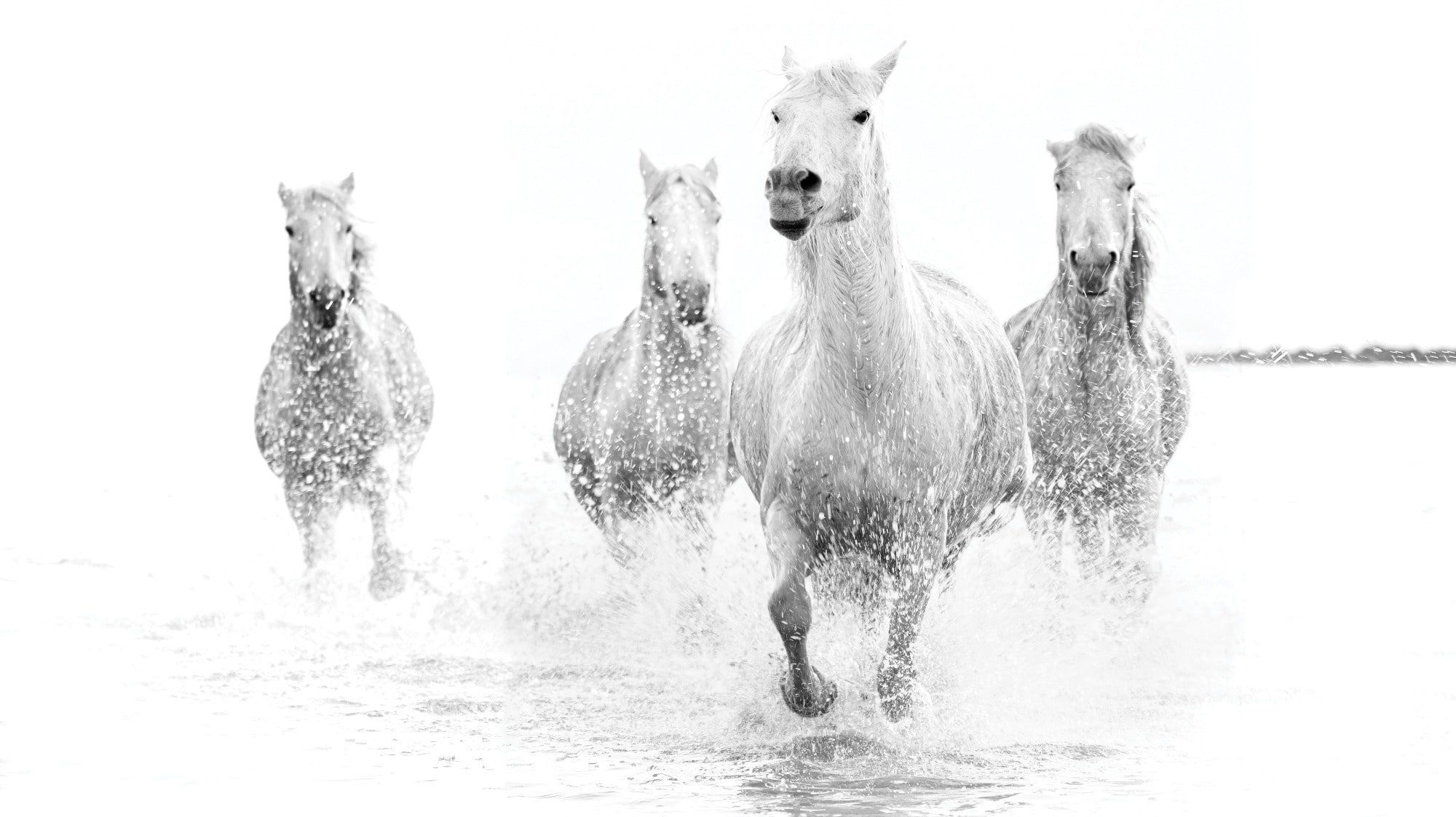 Four white horses gallop through the rain-soaked water, splashing playfully as they move forward.
