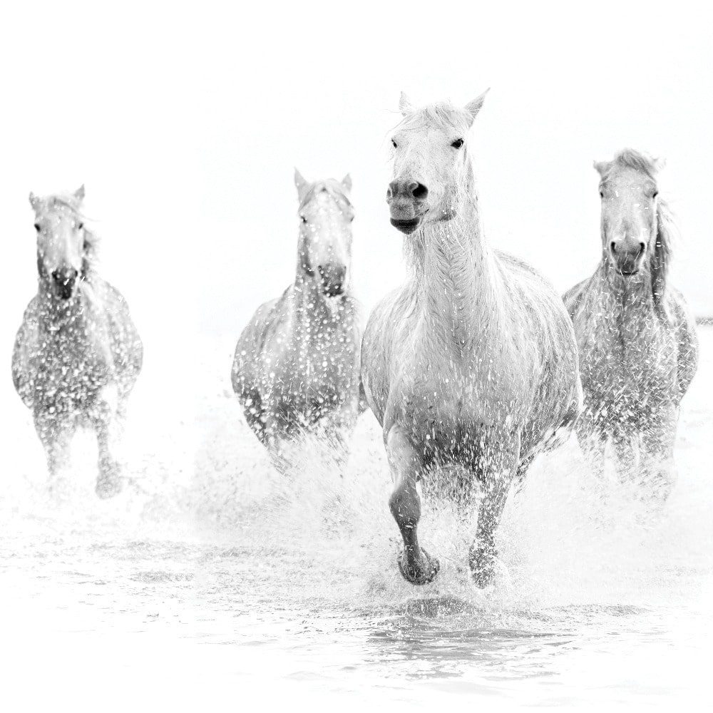 Rain, Water, Horses, And Basketball