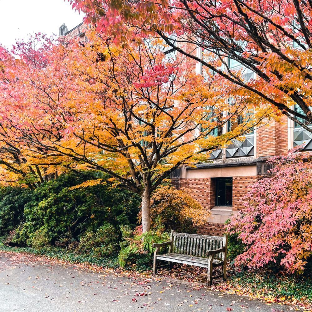 Seattle’s Fall Colors Are a Must-See This Year