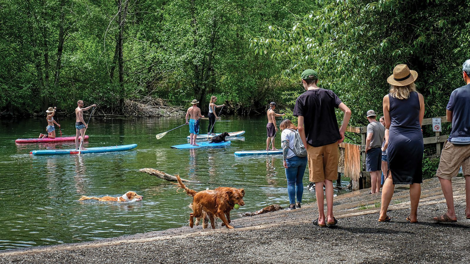 People and dogs are enjoying a sunny day near the river at Marymoor Dog Park, with some paddling on stand-up boards while others watch from the off-leash area on the shore.