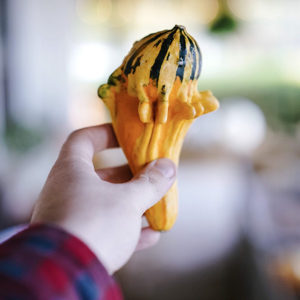 Going Out of My Gourd With Curiosity