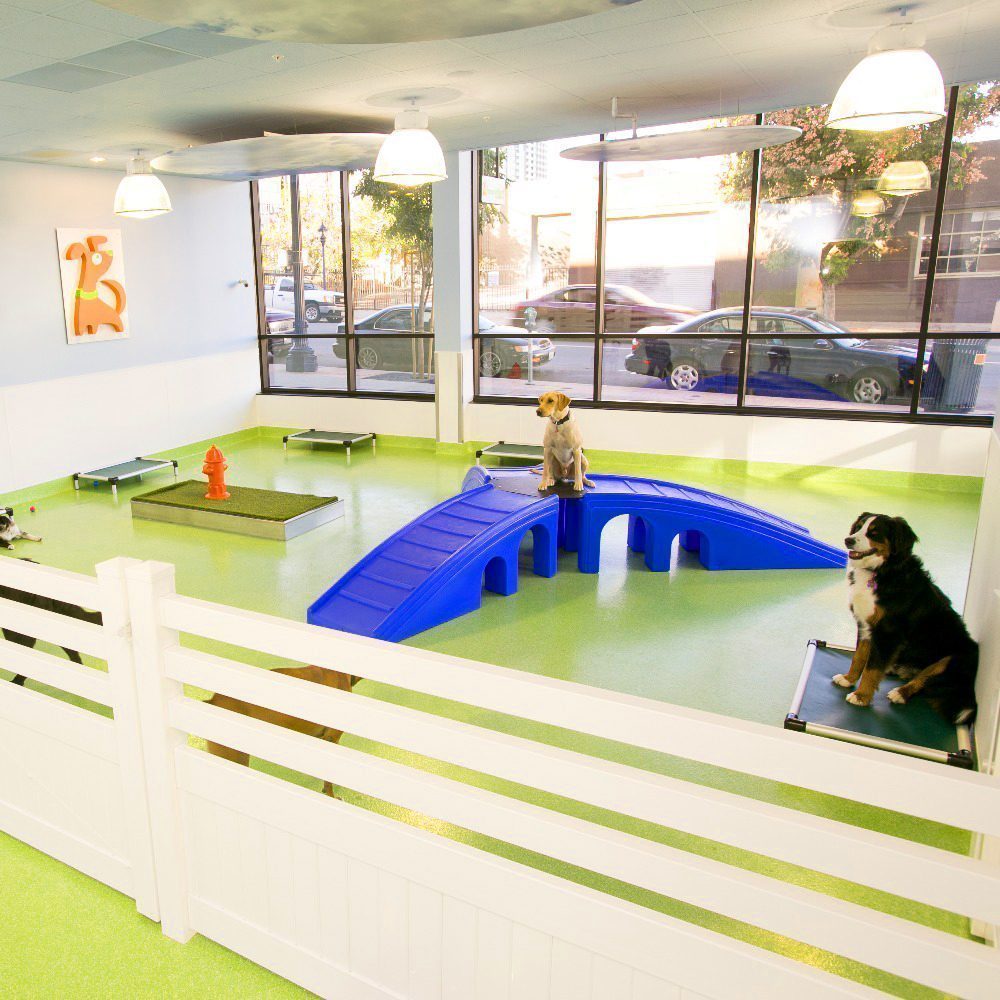 Citydog! Club: More wiggle in the wag!