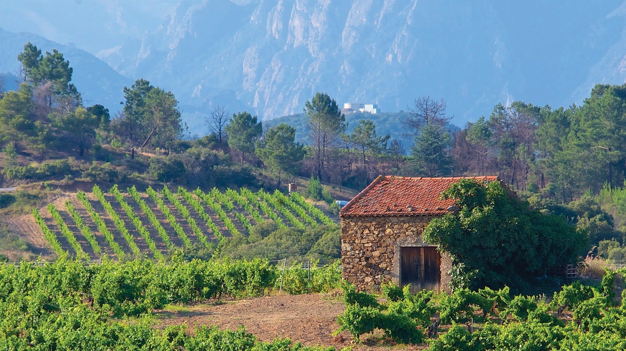 A stone building with a red roof stands amid a lush vineyard, offering curated wines from Southern France. Surrounded by trees and hills, with misty mountains in the background, it's the perfect setting for a charcuterie picnic.