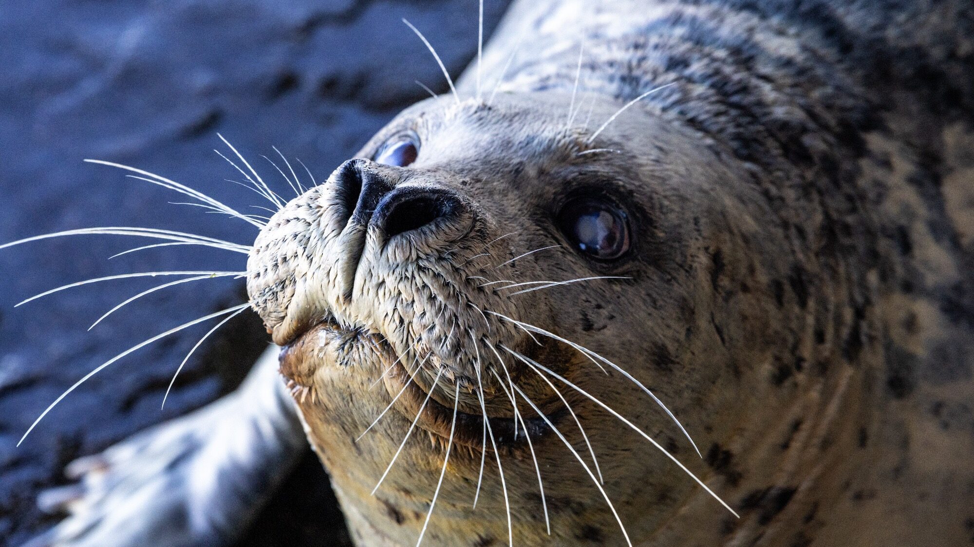 Close-up of a seal lying on a dark surface, showcasing its whiskers and round eyes.