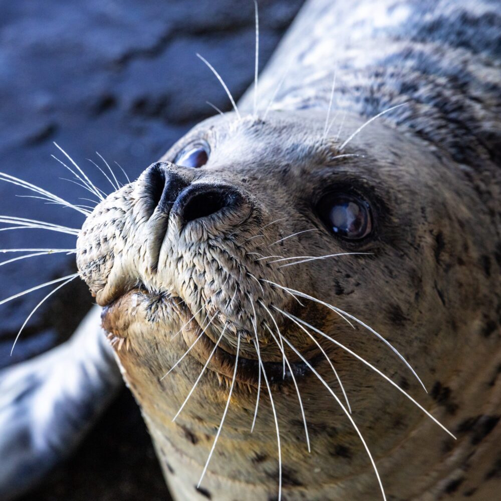 Saying Goodbye to Barney