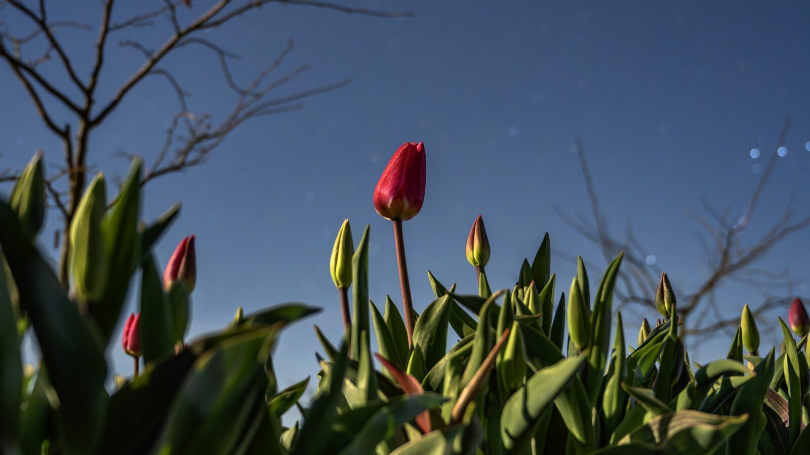 Red tulip bud among green leaves under a clear blue sky with bare tree branches in the background.