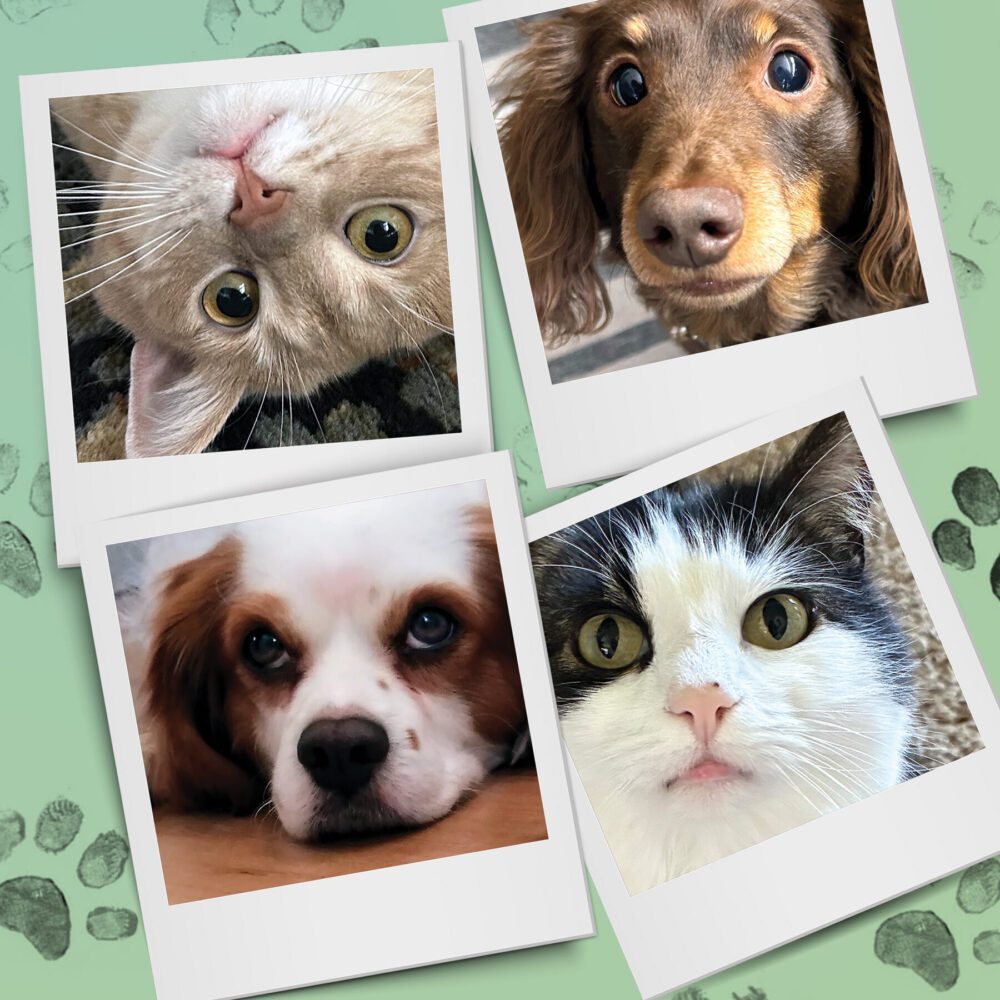 Seattle Magazine’s Critter Chronicles