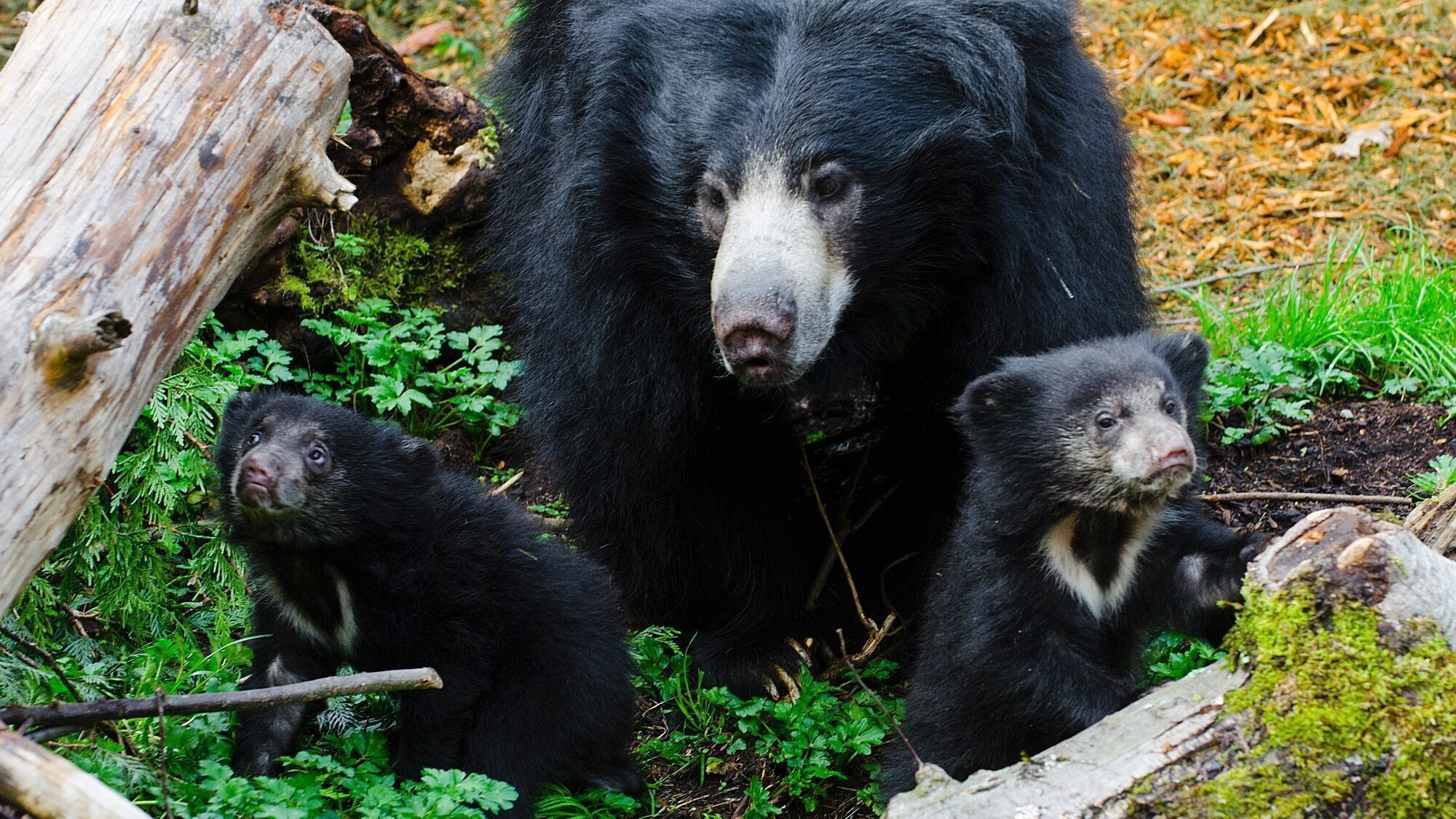 A sloth bear and two cubs stand among fallen logs and green plants on the forest floor.