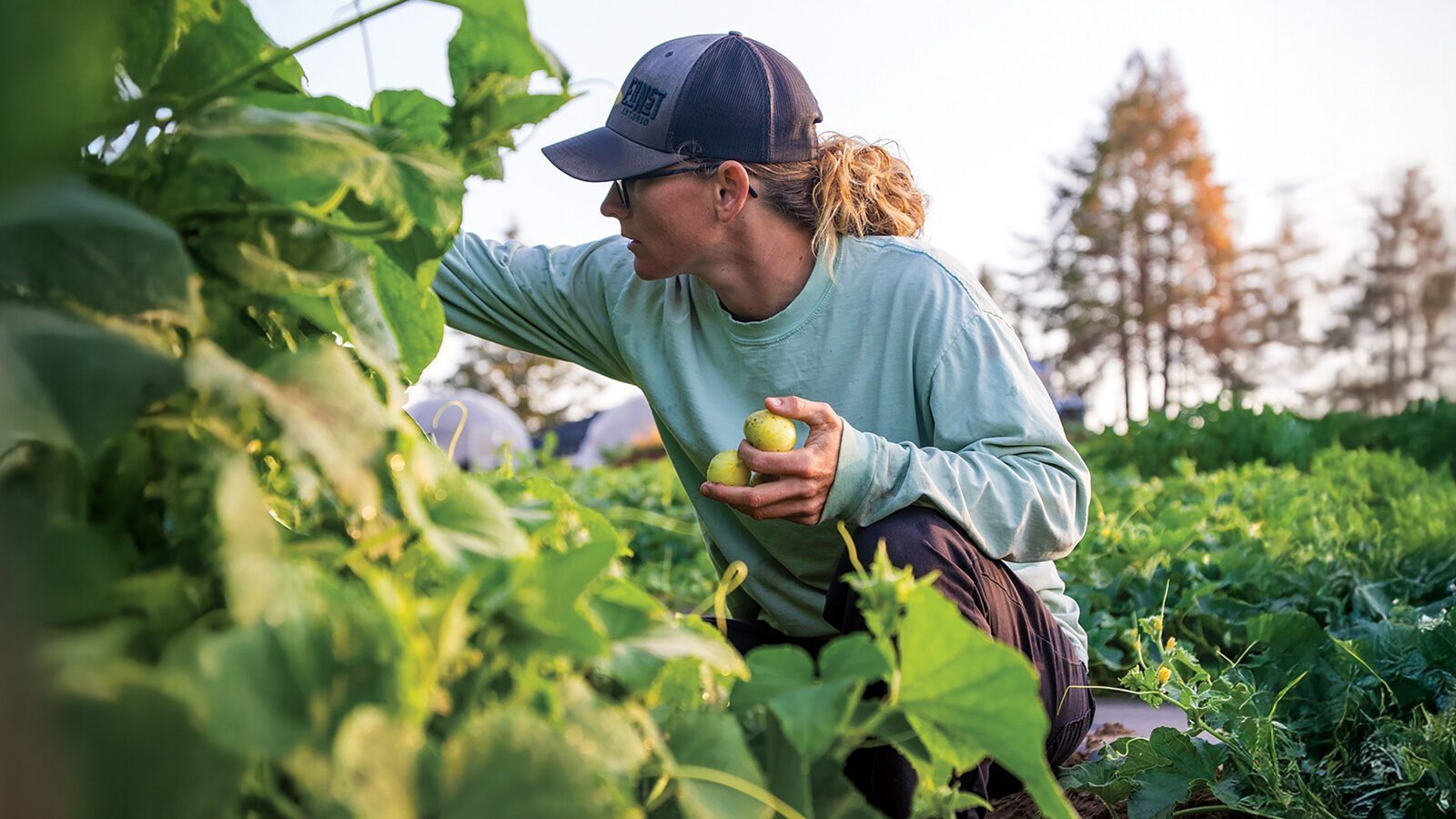 A person wearing a cap and light green shirt harvests produce and holds two yellow tomatoes while working in a lush, green field in Oregon wine country.